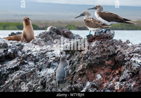 Galápagos-Pinguin (Spheniscus mendiculus) mit Blau-footed Booby (Sula nebouxii) und Galapagos Seelöwe (Zalophus wollebaecki), Galapagos Stockfoto