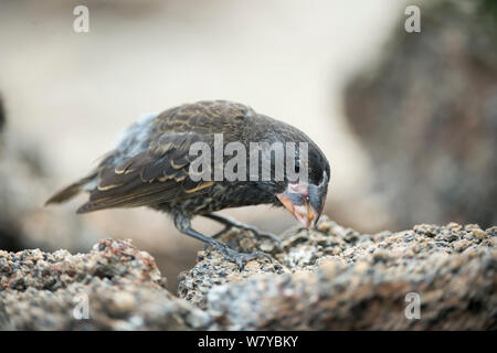 Große Grundfinken (Geospiza magnirostris) Fütterung auf Saatgut, Galapagos Stockfoto