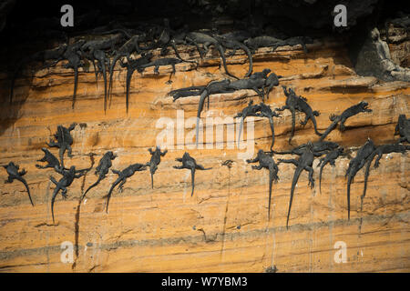 Marine iguana (Amblyrhynchus cristatus) große Gruppe ruht auf steilen sonnenbeschienenen Felsen, Galapagos Stockfoto