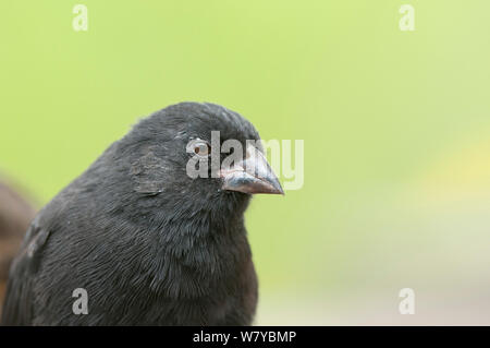 Medium Grundfinken (Geospiza Fortis) Porträt, Galapagos Stockfoto