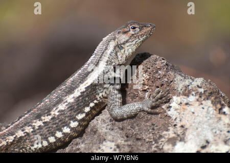 San Cristobal lava Lizard (Microlophus bivittatus) männlich, Galapagos Stockfoto