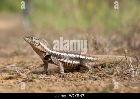 San Cristobal lava Lizard (Microlophus bivittatus) männlich, Galapagos Stockfoto