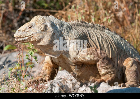 Santa Fe land Iguana (Conolophus pallidus), Santa Fe, Galapagos Stockfoto