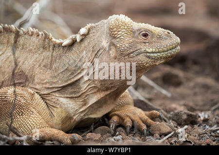 Santa Fe land Iguana (Conolophus pallidus), Santa Fe, Galapagos Stockfoto