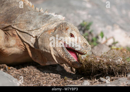 Santa Fe land Iguana (Conolophus pallidus) Fütterung auf spiky Holz, Santa Fe, Galapagos Stockfoto