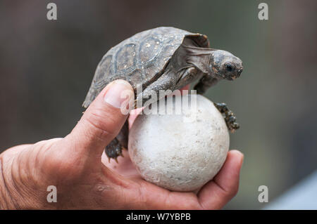 Sierra Negra Galapagos Schildkröte (Chelonoidis nigra guentheri) Hatchling" mit Ei, in der Hand hielt. Arnaldo Tupiza gezüchtet, die Insel Isabela Galapagos Stockfoto