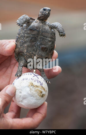 Sierra Negra Galapagos Schildkröte (Chelonoidis nigra guentheri) Hatchling" mit Ei, in der Hand hielt. Arnaldo Tupiza gezüchtet, die Insel Isabela Galapagos Stockfoto