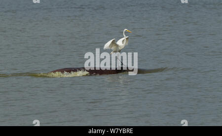 Silberreiher (Ardea alba melanorhynchos) auf der Rückseite des ein Nilpferd (Hippopotamus amphibius) Verbreitung Flügel aus als das Nilpferd Köpfe für tieferes Wasser, Tansania zu fliegen. Stockfoto