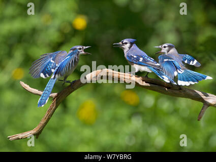 Blue Jays (Cyanocitta cristata) zwei Jungvögel betteln durch die flatternden Flügeln an Erwachsene (Vogel), New York, USA. Stockfoto