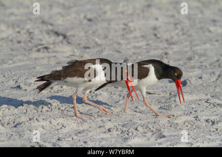 Amerikanische Austernfischer (Haematopus palliatus) umwerben Paar Durchführung &#39; Rohrleitungen anzeigen&#39;, als sie gemeinsam gehen, Fort DeSoto Park, Florida, USA, März Stockfoto