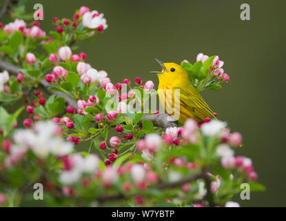 Yellow Warbler (Setophaga petechien) männlich zu singen, während auf Crabapple thront (Malus sp.) Blumen im Frühling, New York, USA. Stockfoto