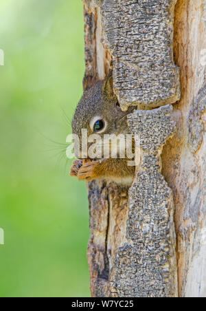 Amerikanische Rote Eichhörnchen (Tamiasciurus hudsonicus) Peering aus der Öffnung, der Fütterung, der Grand Teton National Park, Wyoming, USA, Juni. Stockfoto