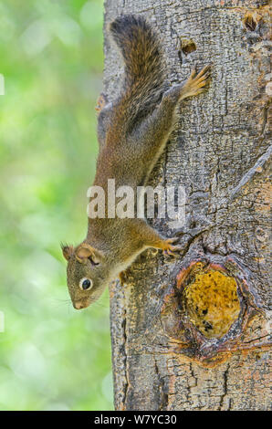 Amerikanische Rote Eichhörnchen (Tamiasciurus hudsonicus) auf Baumstamm, Grand Teton National Park, Wyoming, USA, Juni. Stockfoto