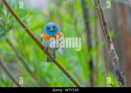 Lazuli Bunting (Passerina Amoena) Grand Teton National Park, Wyoming, USA, Juni. Stockfoto