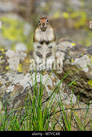 Golden-mantled Ground Squirrel (Callospermophilus lateralis) weiblichen ständigen Alert, Yellowstone National Park, Wyoming, USA, Juni. Stockfoto