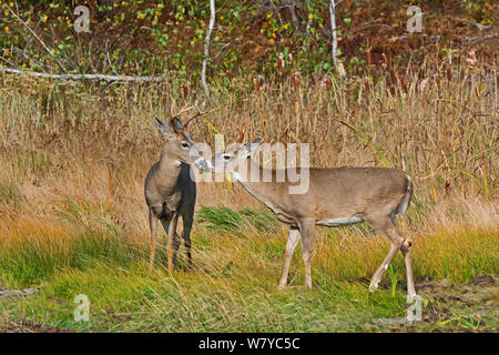 Weißwedelhirsche (Odocoileus virginianus) zwei Männer rut Durin, Acadia National Park, Maine, USA, Oktober. Stockfoto