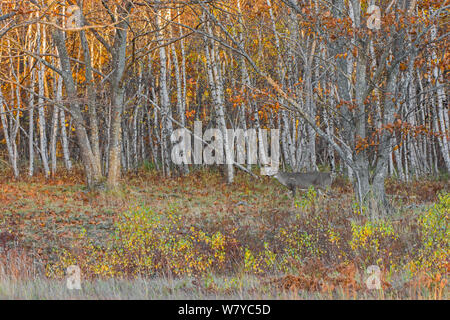 Weißwedelhirsche (Odocoileus virginianus) Männliche vor Herbst Wald, Acadia National Park, Maine, USA, Oktober. Stockfoto