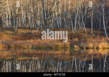 Weißwedelhirsche (Odocoileus virginianus) vor dem Wald, mit Reflexion der Bäume im Wasser, Acadia National Park, Maine, USA, Oktober. Stockfoto