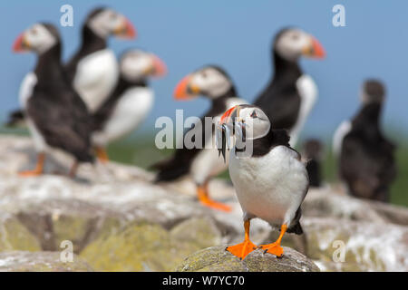 Papageitaucher (Fratercula arctica), Vordergrund Papageitaucher mit Schnabel voll von Sandaal, Farne Islands, Northumberland, Großbritannien, Juli. Stockfoto