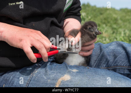 Klingeln Papageitaucher (Fratercula arctica) Küken, Inner Farne, Farne Islands, Northumberland, Großbritannien, Juli. Stockfoto