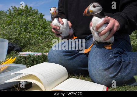 Papageitaucher (Fratercula arctica) Paar aus Burrow für Klingeln, Inner Farne, Farne Islands, Northumberland, Großbritannien, Juli. Stockfoto