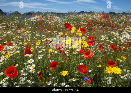 Wildblumen, einschließlich Mohn (Papaver rhoeas), corn Marigold (Glebionis segetum), Kornblumen (Centaurea cyanus) und Mais chamomile (Anthemis arvensis), für Saatgut von Landlife, Fir Tree Farm, Merseyside, UK, Juni angebaut wird. Stockfoto