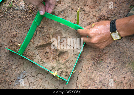 Die Mitarbeiter von ngos Freeland Vorbereitung einer Besetzung einer Indochinesischen Tiger Paw print zu nehmen (Panthera tigris corbetti), Thap Lan-Nationalpark, Thailand, August. Stockfoto