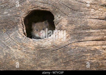 Feld vole (Microtus agrestis) im Loch, UK, Juni, gefangen. Stockfoto