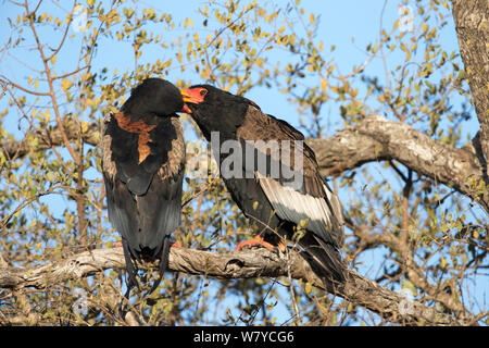 Sie eagle (Terathopius ecaudatus) Paar, Männchen (links) und weibliche (rechts), allogrooming, Krüger Nationalpark, Südafrika. Stockfoto