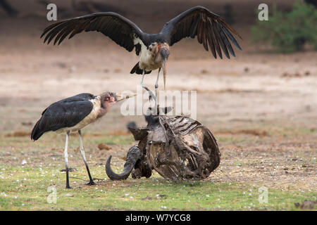 Marabou Störche (Leptoptilos crumeniferus) auf der Karkasse, Chobe National Park, Botswana, Afrika. Stockfoto