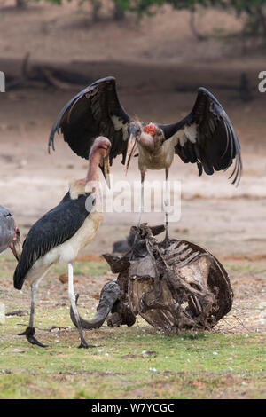 Marabou Störche (Leptoptilos crumeniferus) auf der Karkasse, Chobe National Park, Botswana, Afrika. Stockfoto