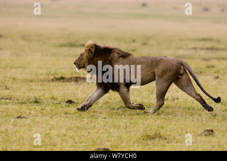 Löwe (Panthera leo) männlich, genannt &#39; Noche&#39;. Masai-Mara Game Reserve, Kenia. Stockfoto