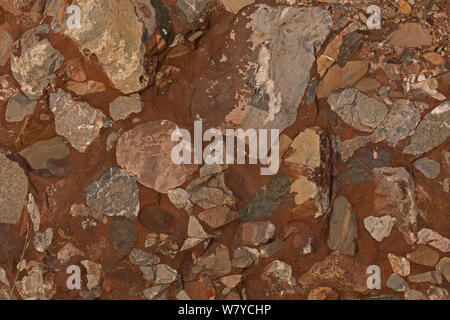 Leesburg Konglomerat rock, einem grauen Karbonat pebble Konglomerat in einem roten Sand und Schlick Matrix. Leesburg, Virginia, USA. Stockfoto