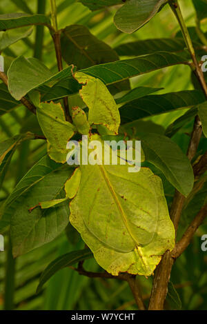 Riesige blatt Insekt (Phyllium giganteum) unverlierbaren, tritt in Südostasien. Stockfoto