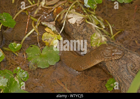 Northern Wasser Schlange (Nerodia sipedon) aus Wasser, Virginia, USA. September. Stockfoto