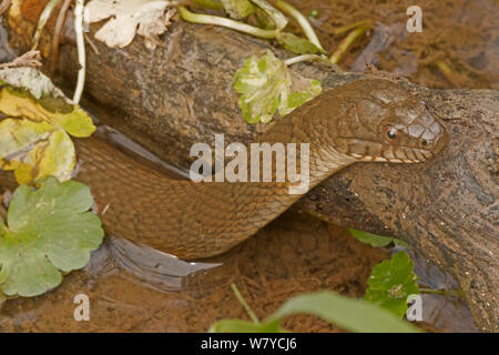 Northern Wasser Schlange (Nerodia sipedon) aus Wasser, Virginia, USA. September. Stockfoto