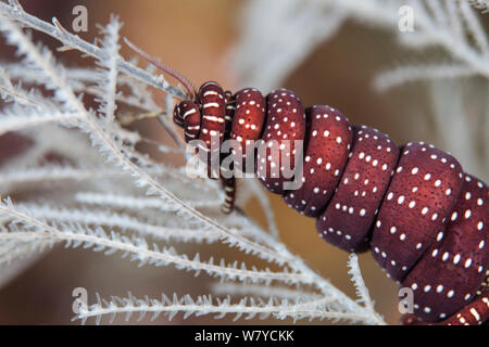 Nahaufnahme von Schlange star Arm (Astrobrachion constrictum) leben in einer symbiotischen Beziehung auf Fiordland Schwarzen Korallen (Antipathella fiordensis) in den Dusky Sound, Fiordland National Park, Neuseeland. Stockfoto