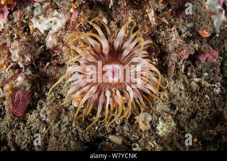 Subtidal rote Anemone (unbeschriebene) in den Dusky Sound, Fiordland National Park, Neuseeland. Stockfoto