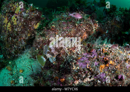 Jock Stewart/Zackenbarsch (Helicolenus percoides) im Doubtful Sound, Fiordland National Park, Neuseeland. Stockfoto