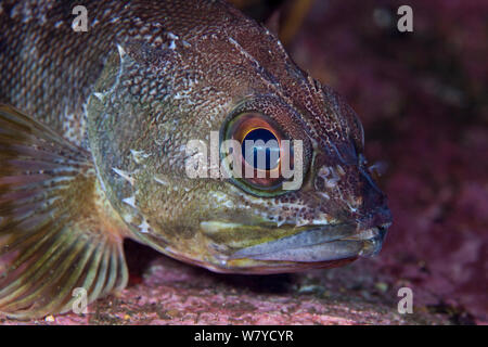 Jock Stewart (Helicolenus percoides) im Doubtful Sound, Fiordland National Park, Neuseeland. April. Stockfoto