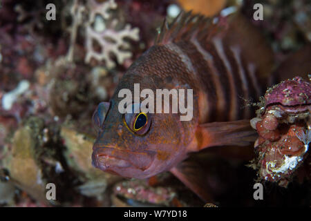 Red-banded Barsch (Hypoplectrodes huntii) endemisch in Neuseeland in den Dusky Sound, Fiordland National Park, Neuseeland. April. Stockfoto