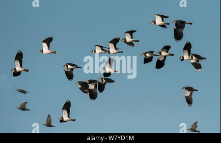 Herde der Nördlichen Kiebitze (Vanellus vanellus) mit vier Stare (Sturnus vulgaris) im Flug. Cresswell Teich, Northumberland, Großbritannien. November. Stockfoto