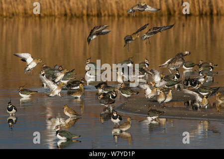 Migration Herde der Goldregenpfeifer (Pluvialis apricaria) Landung unter einer Gruppe von Nördlichen Kiebitze (Vanellus vanellus). Cresswell Teich, Northumberland, Großbritannien. November. Stockfoto