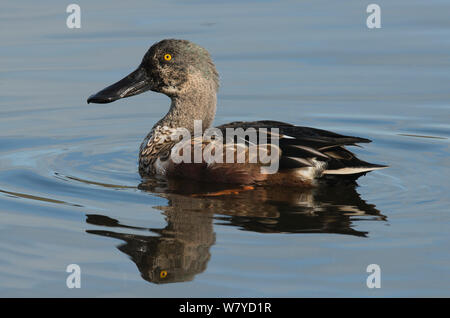 Northern Shoveler (Anas Clypeata) Drake, Mauser aus Eclipse in vollen winter Gefieder, Leighton Moss, Lancashire, UK. Oktober. Stockfoto