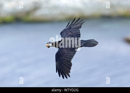 Kolkrabe (Corvus Corax) fliegen mit Ei von dreizehenmöwe Nest, Hornoya, Varanger, Finnmark, Norwegen, kann gestohlen. Stockfoto
