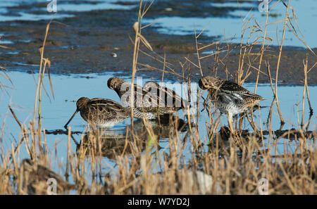 Vier Bekassine (Gallinago gallinago) Ausruhen nach Migration, Cresswell Teich, Northumberland, Großbritannien. November. Stockfoto