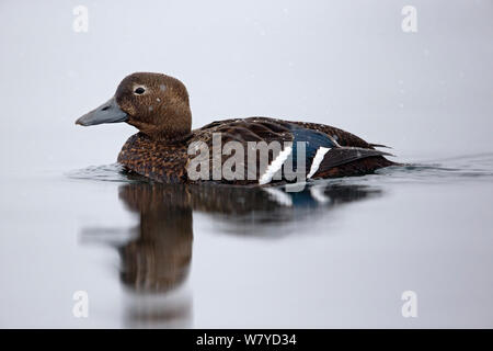 Steller&#39;s Eider (Polysticta stelleri) Weibchen auf Wasser, Batsfjord, Finnmark, Norwegen, April. Stockfoto