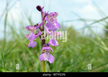 Grün - Orchid winged (Orchis/Anacamptis Morio) Blühende in einem traditionellen Heu wiese Wiese, Wiltshire UK, Mai. Stockfoto