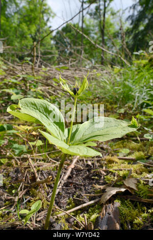 Kraut (Paris quadrifolia) mit Berry im alten Wald Unterwuchs, Nottinghamshire, UK, Juni. Stockfoto