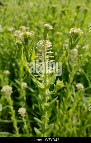 Hoary Kresse (Lepidium cardamine/Cardaria cardamine) einem Südeuropäischen Arten lange eingebürgert in Großbritannien, blühen auf kommunalem Abwasser Boden, Salisbury, Großbritannien, April. Stockfoto